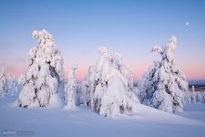 Snowy forest. Riisitunturi National Park