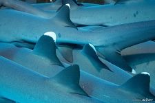 Fins of sharks
