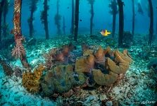 Giant clam