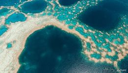Corals