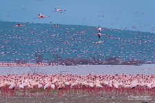 Flamingo, Kenya, Lake Bogoria #11