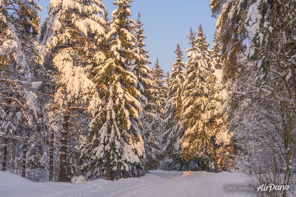 Winter forest