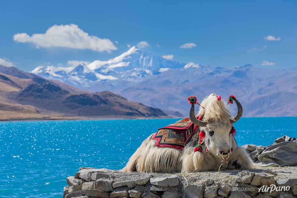 Tibetian yaks Tibetian yaks