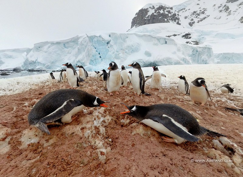 Fight of penguins Fight of penguins