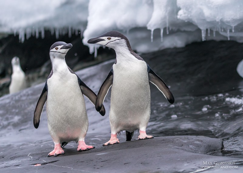 Penguins in Antarctica Penguins in Antarctica
