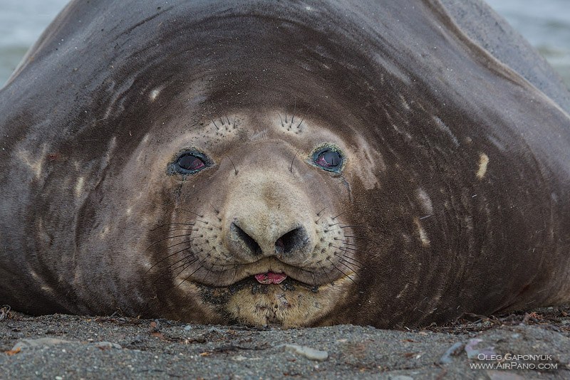 Sea elephant Sea elephant