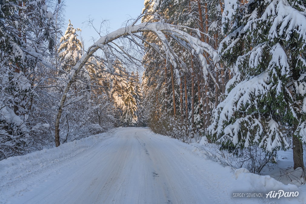 Snow forest