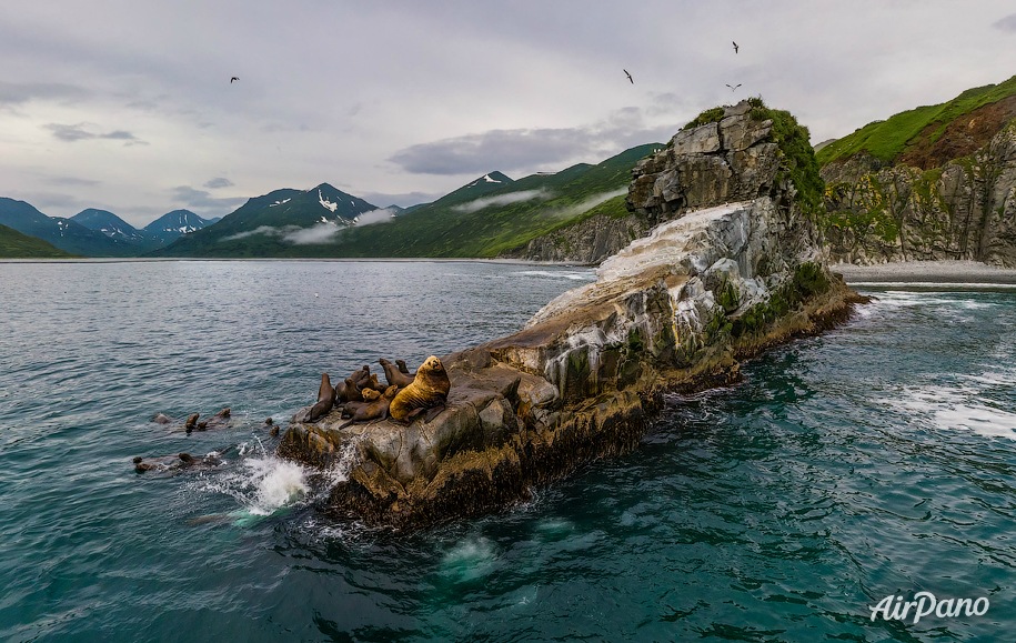 Kekurny Cape. Steller sea lions Kekurny Cape. Steller sea lions