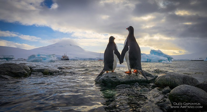 Penguins in Antarctica Penguins in Antarctica
