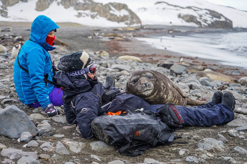 Sea elephant with people Sea elephant with people
