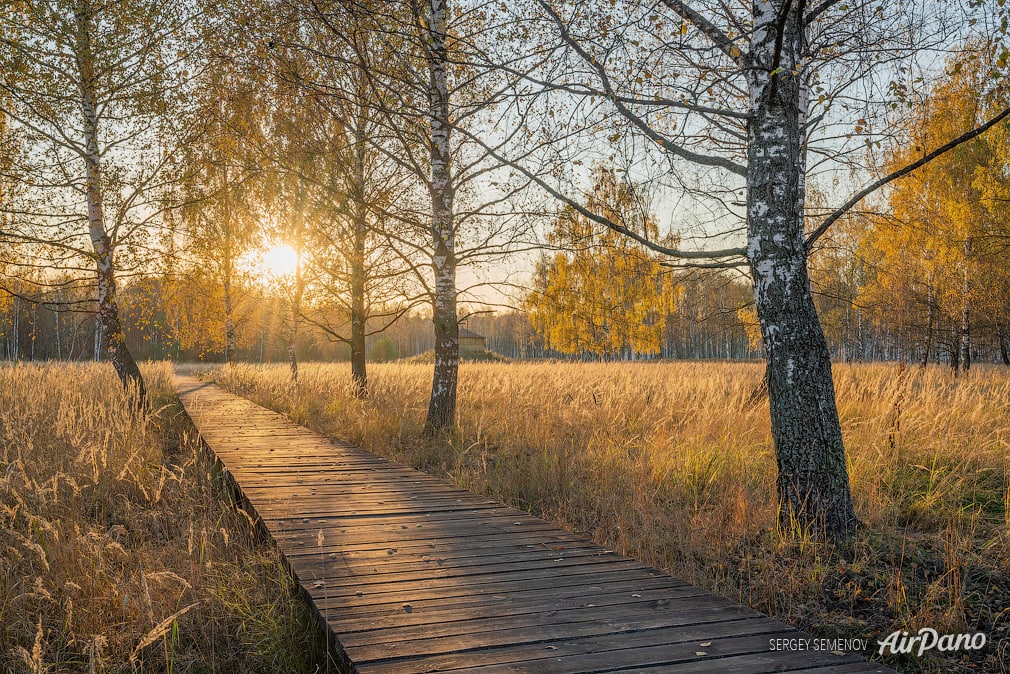 Autumn forest