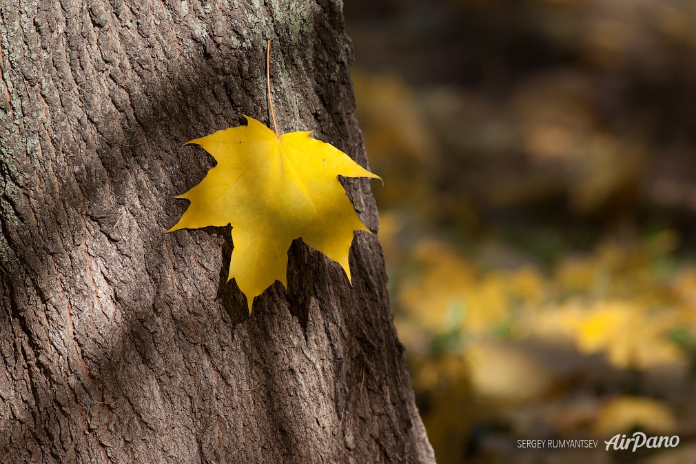 Autumn forest