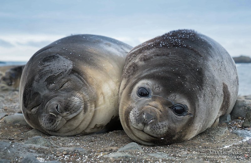 Sea elephants Sea elephants