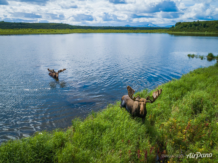 Moose on Kronotskoye Lake Moose on Kronotskoye Lake