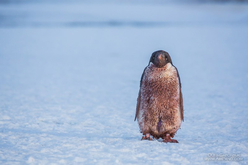 Penguin Penguin
