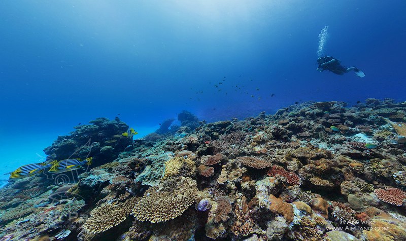 Coral reef, Maldives Coral reef, Maldives
